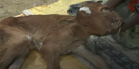 வேதாரண்யம்: ஒட்டிய இரட்டை தலையுடன் கன்றை ஈன்ற பசு.. பால் குடிக்க முடியாமல் அவதி!