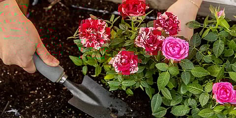 இந்த 10 விஷயங்களை செஞ்சா போதும்... உங்க வீட்டு ரோஜாக்களிலும் தேன் சொட்டும்! #GardeningTips