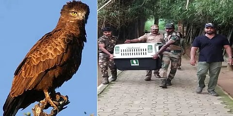 ராஜஸ்தான் பகுதியில் சுதந்திரமாக பறக்கும் ஓக்கி புயலால் பாதிக்கப்பட்ட சினேரியஸ் கழுகு