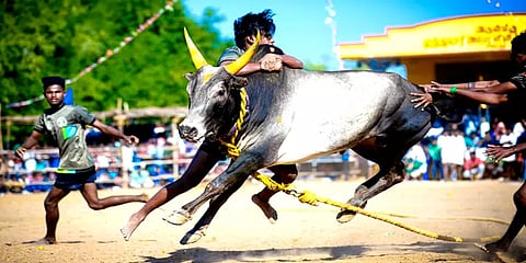 வடமாடு பந்தயம்: துள்ளி வந்த காளைகளை துணிவோடு பிடித்து பரிசுகளை வென்ற காளையர்