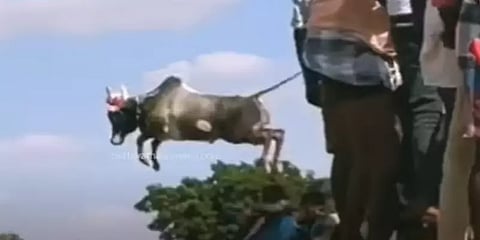 அம்மாடியோ! 15 அடி உயரம் தாவி குதித்து சென்ற காளை! ஜல்லிக்கட்டில் மிரளவைத்த காட்சி