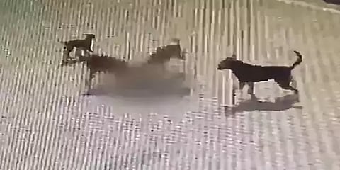 தெலங்கானா: தெரு நாய்கள் கடித்து குதறியதில் 5 வயது சிறுவன் உயிரிழப்பு!