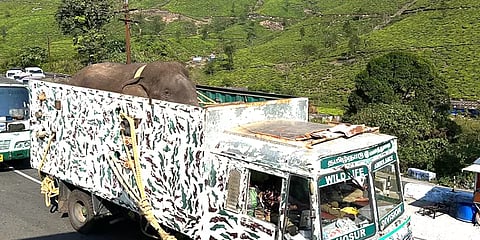 பொதுமக்கள் கடும் எதிர்ப்பு: ஆனைமலை வனப்பகுதியில் விடப்பட்ட மக்னா யானை