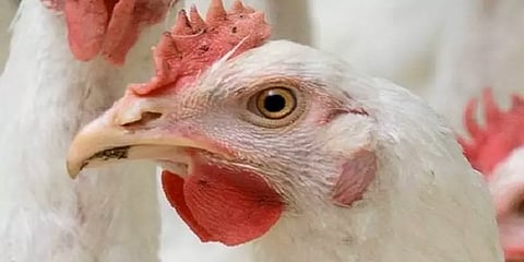 அதிக விழிப்புடன் இருங்கள் - பறவைக்காய்ச்சலால் சிறுமி உயிரிழந்ததையடுத்து WHO கவலை!