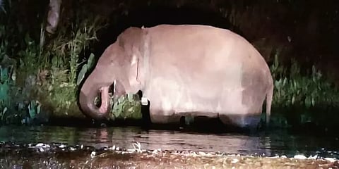 யானைகளில் அது என்ன மக்னா வகை? அவை ஏன் தனிமையை விரும்புகிறது?