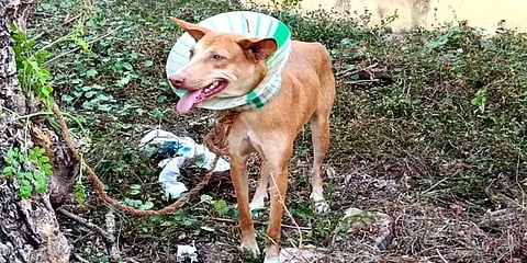 தேனி: தண்ணீர் குடத்தில் சிக்கிக் கொண்ட நாயின் தலை - போராடி பத்திரமாக மீட்பு