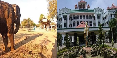 கோவில்களில், தனிநபர்களால் வளர்க்கப்படும் யானைகள் - நீதிமன்றத்தின் விரிவான புதிய உத்தரவு