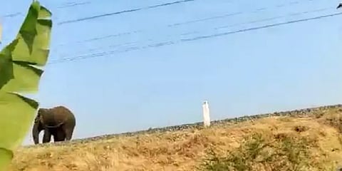 கோவையில் சுற்றித் திரிந்த மக்னா யானை - ரயிலில் அடிபடாமல் நூலிழையில் தப்பிய பகீர் காட்சி!