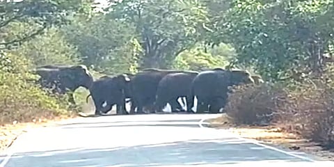 ஓசூர்: வனத்தை விட்டு வெளியேறிய காட்டு யானைகளை வனத்துக்குள் விரட்டும் பணி தீவிரம்