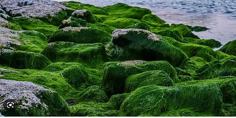 மனித உயிரைப் பறிக்கும் இருகலப் பாசிகள்.. உடலுக்குள் சென்றால் என்ன ஆகும் தெரியுமா?