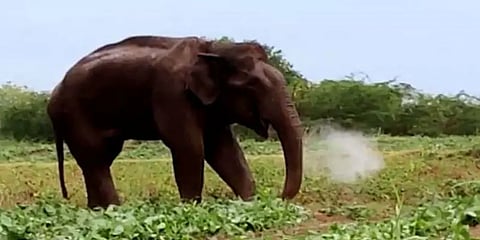 ”மக்னா” யானைகள் மூன்றாம் பாலினத்தை சேர்ந்தவையா? ஏன் இவ்வளவு மூர்க்கமாக இருக்கிறது?