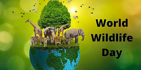 வனவிலங்கு பாதுகாப்பு தினம்: நம்மை நாமே காத்துக்கொள்ள, இதை இனியாவது செய்வோம்!