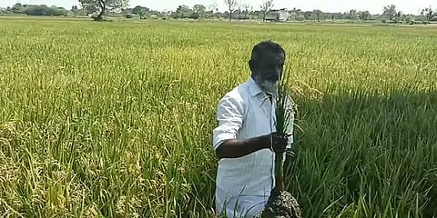 "மடையை அடைக்கலைனா தீக்குளிப்பேன்”.. தண்ணீரில் பயிர் மூழ்கியதால் மதுரை விவசாயி வேதனை!