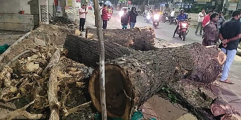திடீரென சரிந்த சாலையோர மரம்... ஆட்டோவில் சென்றுகொண்டிருந்த பெண் பயணிக்கு நேர்ந்த துயரம்