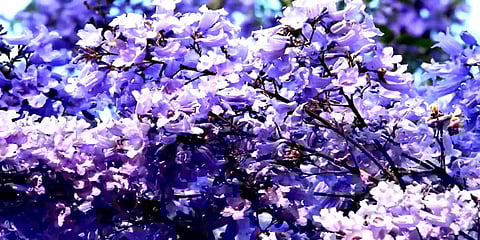 "தேன் வார்த்த ஊதா பூவே..."- கொடைக்கானலில் கோடையை வரவேற்கும் ஜெகரண்டா மலர்கள்!