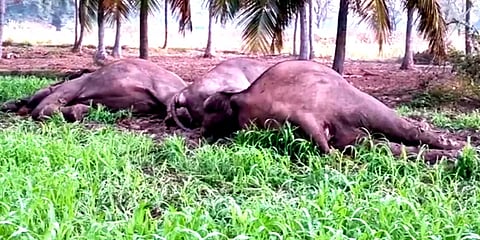 தருமபுரி: மின்வேலியில் சிக்கி 3 யானைகள் பலி – விவசாயி கைது