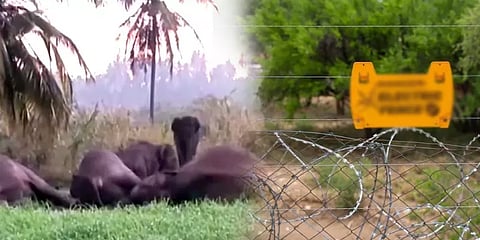 யானைகளை காவு வாங்கும் மின் வேலிகள்.. இதற்கு தீர்வுதான் என்ன? செய்யவேண்டியவை என்னென்ன?