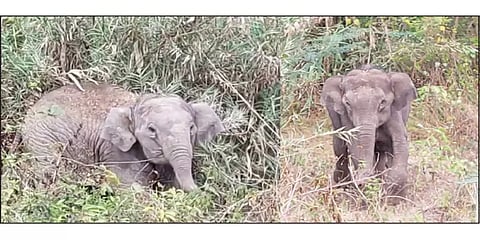 தாயை பறிகொடுத்த இடத்தையே சுற்றிச்சுற்றிவரும் குட்டி யானைகள்... மீட்க திணறும் வனத்துறை!