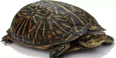 கடலின் தோழன்.. விடாமுயற்சியின் அடையாளம்.. வழிகாட்டி! ஆமைகளைப் பற்றிய அரிய தகவல்கள்!