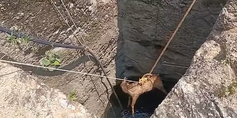 கோடை வருவதற்குள் சுட்டெரிக்கும் வெயில்-தண்ணீர் தேடிவந்த மான் கிணற்றில் விழுந்து உயிரிழப்பு