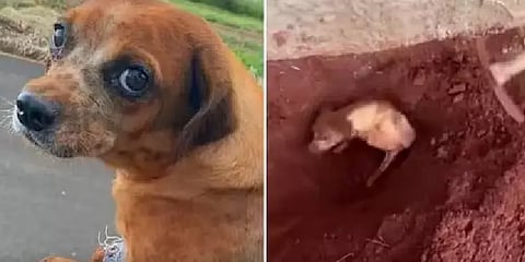 ”சும்மா குரைச்சுட்டே இருந்துச்சு அதான்..” - பக்கத்து வீட்டு நாயை உயிரோடு புதைத்த மூதாட்டி!