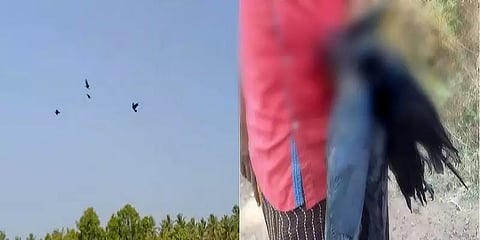 விஷப்பொடி தூவி காகங்கள் தொடர் கொலை... பிரியாணி கறிக்காக நடந்த கொடூரமா? கோவையில் பயங்கரம்!