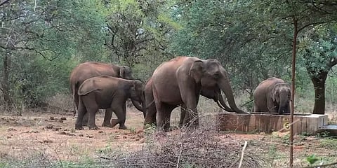 வனத்திற்குள் நிலவும் வறட்சி... விலங்குகளின் தாகம் தீர்க்க நீர்த்தொட்டிகளை கட்டும் வனத்துறை