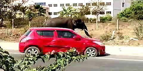 சாலையில் சென்ற காரை தூக்கி வீசிய காட்டு யானை.. கிருஷ்ணகிரியில் பரபரப்பு
