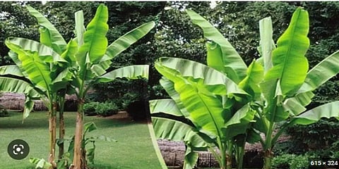 வாழையடி வாழையாய் வாழ... வாழையின் இந்த நன்மைகளையெல்லாம் தெரிஞ்சுகோங்க!