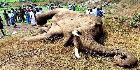 மக்கள் கண்முன்னே துடிதுடித்து உயிரிழந்த யானை.. தாழ்வான மின்கம்பி உரசியதால் நிகழ்ந்த சோகம்!