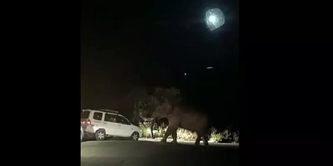 சுற்றுலா பயணிகளை வழிமறித்து அருகில் வந்து அச்சுறுத்தும் "படையப்பா" - வைரலாகும் வீடியோ