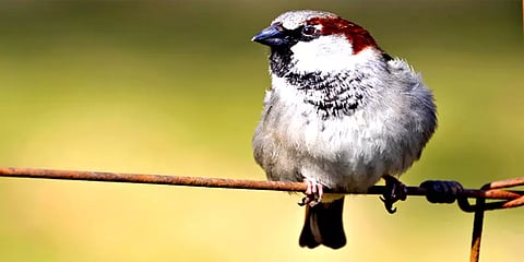 உலக சிட்டுக் குருவி தினம்: அழியும் இனதை மீட்டெடுக்க ஆதரவு கரம் நீட்டுவோம்!