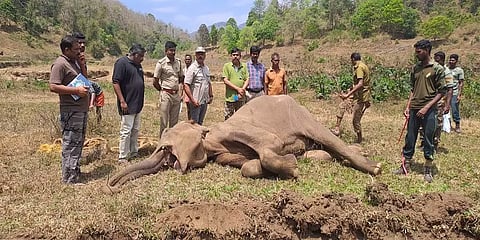 ”வெடிமருந்து உட்கொண்ட தடயங்கள்” - பெண் காட்டு யானையின் உடற்கூறாய்வில் அதிர்ச்சி தகவல்!