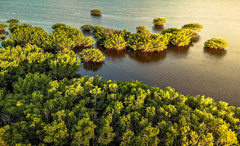 Explore America’s Everglades
