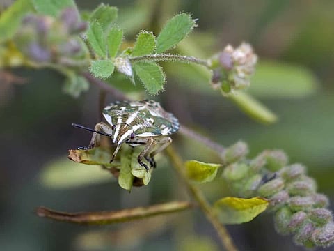 Benefits of Pest Control