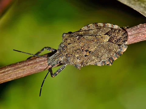 What is the Best Type of Pest Control?