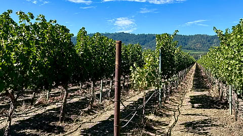 Napa Valley Vineyards