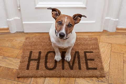 15 Best Practices for Dog-Friendly Homes