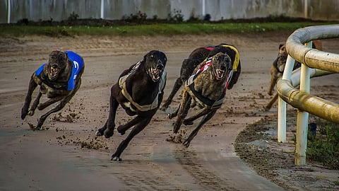 Can Greyhound Racing Become More Luxurious Like Horse Racing?