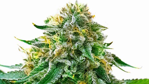 Best Indica Strains To Cultivate In 2024