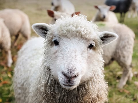 How Innovation in Agriculture Inspires Positive Change