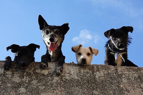 Considerations When Choosing a Dog