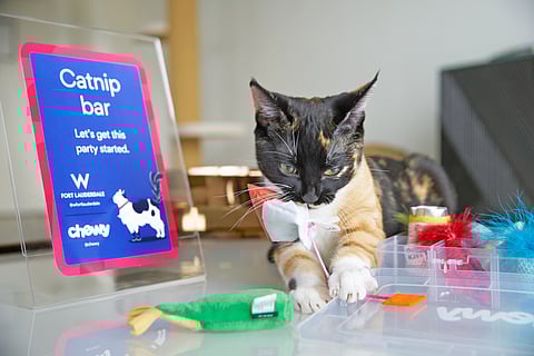 Purr Palace Catnip Bar