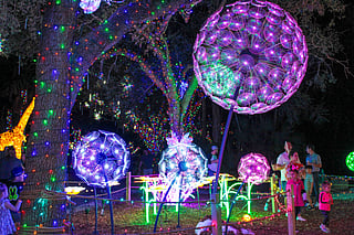 Zoo Lights Miami