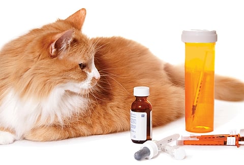 Safe and Effective Anti-Inflammatory Mushroom Supplements for Cats: A Guide for Pet Owners