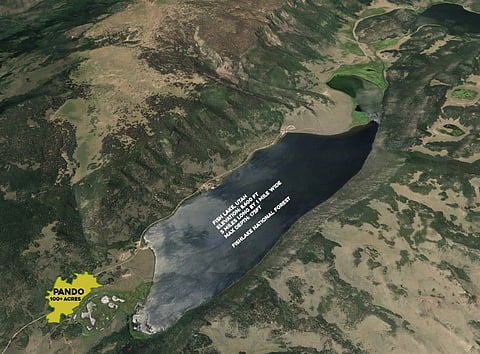 The Living Giant: Pando, Earth's Largest Organism