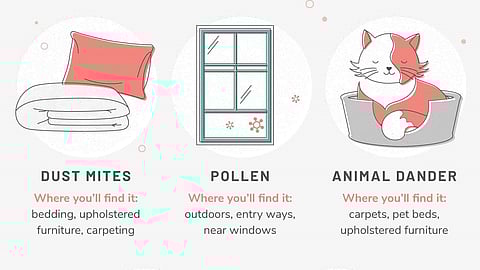 Dust, Pollen, Pets: How to Allergy-Proof Your Space