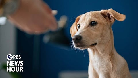 The Future of Canine Communication