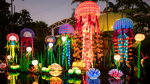 Jellyfish at Luminosa: A Festival of Lights