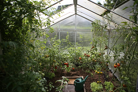 The Ultimate Guide to Greenhouse Kits and Glass Greenhouses for Year-Round Gardening